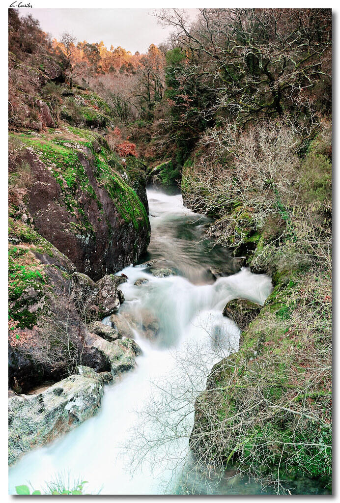 Un río sereno y caudaloso atraviesa un frondoso bosque verde salpicado de rocas cubiertas de musgo. Los árboles desnudos bordean la orilla del río bajo un cielo nublado.